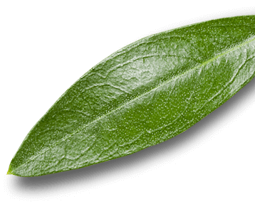 Verde Gargano